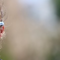 IMG 4477 (210 visites) IMG 4477