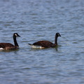 IMG 1929 (414 visites) IMG 1929
