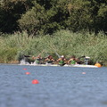 IMG 6112 (412 visites) IMG 6112